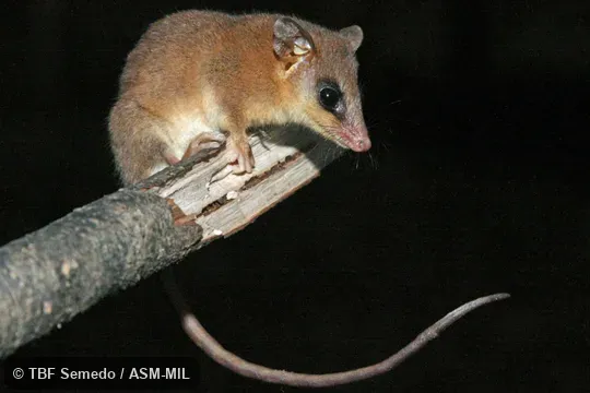 Adult on limb, caught by hand, formerly as Gracilinanus agilis, Gracile Opossum or Agile Gracile Opossum.  Also as Chacoan Gracile Opossum.
