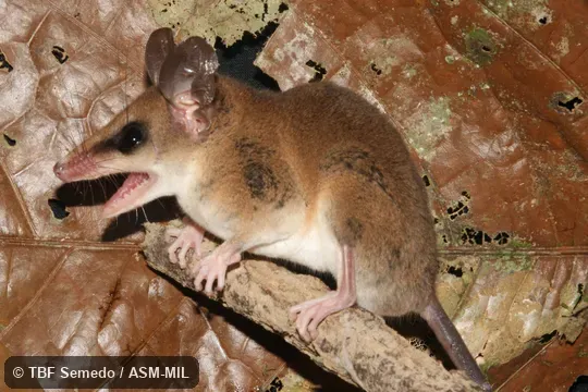 Adult on limb.  Also as Delicate Slender Mouse Opossum.