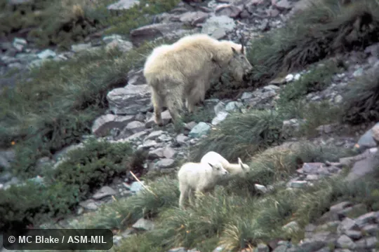 Female with young.  Also as Rocky Mountain Goat|Snow Goat|White Goat.
