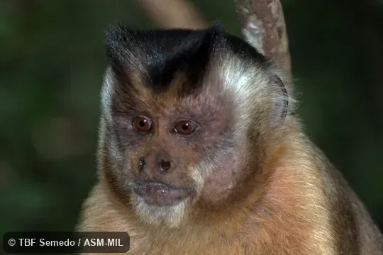 Close-up of face; formerly as Cebus libidinosus paraguayanus, Black-striped Capuchin.  Also as Azara's Capuchin.