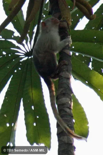 Adult grasping tree trunk,eating Cecropia sp. fruits.  Formerly Callithrix intermedia.  Also as Aripuanã Marmoset|Hershkovitz's Marmoset.  Formerly Cebidae (Callitrichinae).