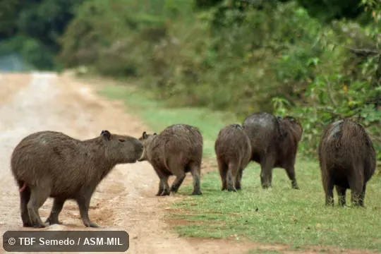 Group on road.  Also as Capybara, Carpincho.