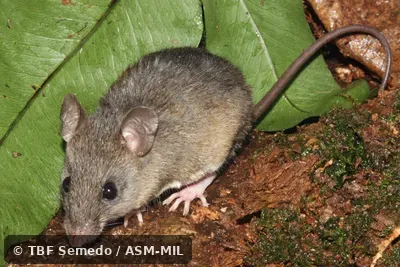 Quartering front view.  Formerly Oryzomys megacephalus, Large-headed Rice Rat.  Also as Azara's Broad-headed Oryzomys|Azara's Hylaeamys.