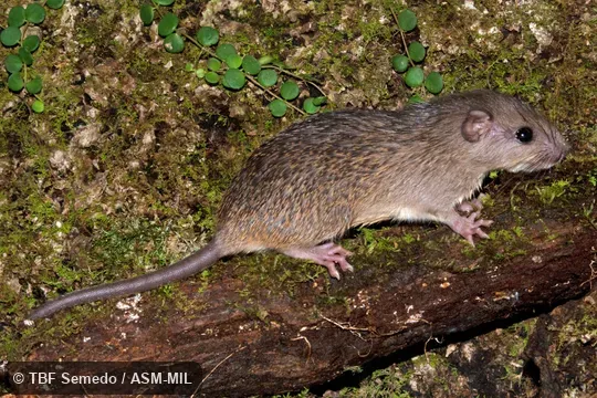 Lateral view.  Also as Spiny Tree-rat|Ferreira's Spiny Tree Rat.