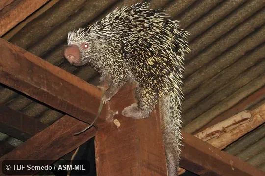 Perched on pole, ca. 2:48 AM, eating wood.  Also as Prehensile-tailed Porcupine|Brazilian Porcupine.