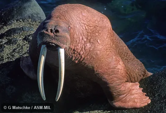 Adult male emerging from water.  Odobenus rosmarus divergens, Pacific Walrus.