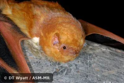 Dorsal view of head.  Presumably Lasiurus frantzii teliotis.  Formerly Lasiurus blossevillii teliotis.  Also as Western Red Bat.