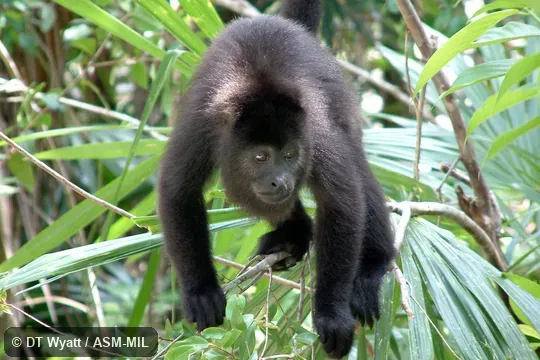 Front view of juvenile.  Als as Guatemalan Black Howler|Lawrence's Black Howler|Mexican Black Howler|Yucatán Black Howler.