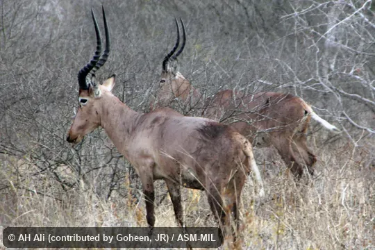 Lateral view of two adult males.  Also as Herola|Hunter's Hartebeest.