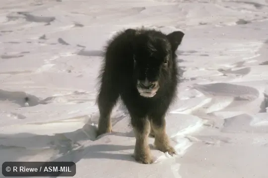 Front view of calf about ten days old
