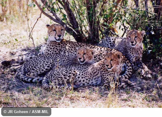 Female and three offspring resting
