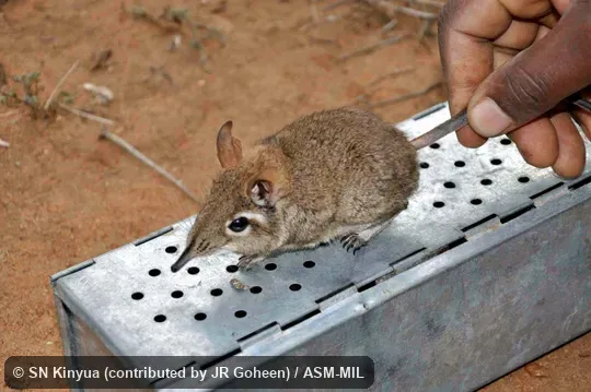 Quartering view, head and feet visible.  Identified by Galen Rathbun.  Formerly Elephantulus rufescens.  Also as Rufous Elephant-shrew, East African Long-eared Sengi, East African Long-eared Elephant-shrew, Rufous Spectacled Sengi, Rufous Spectacled Elephant-shrew, Spectacled Sengi, Spectacled Elephant-shrew.