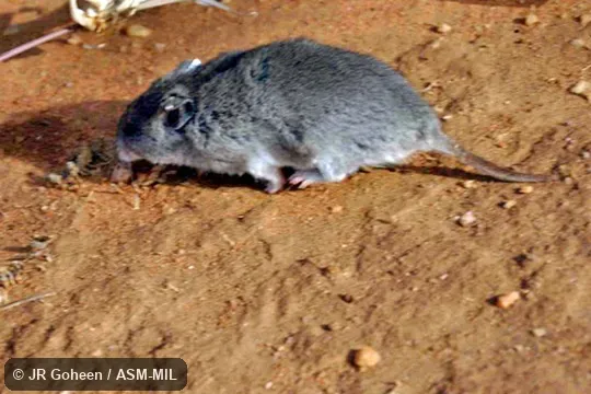 Walking on ground.  Also as Mearn's Pouched Mouse.