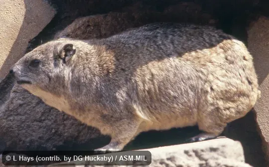 Side view of captive adult.  Also as Klipdassie.