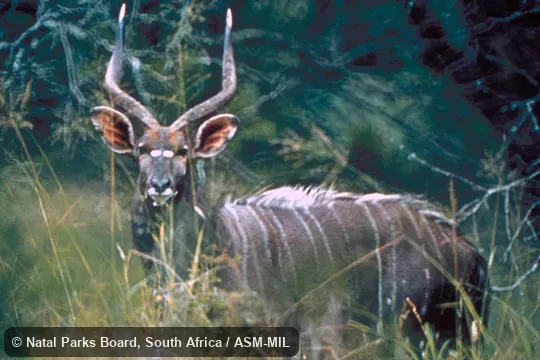Side view of male.  Also as Nyala angasii.