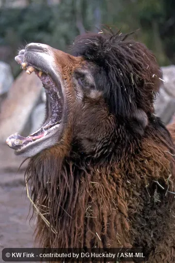Close-up of head with mouth wide open.  Also as Two-Humped Camel, Double-Humped Camel, Asiatic Camel.