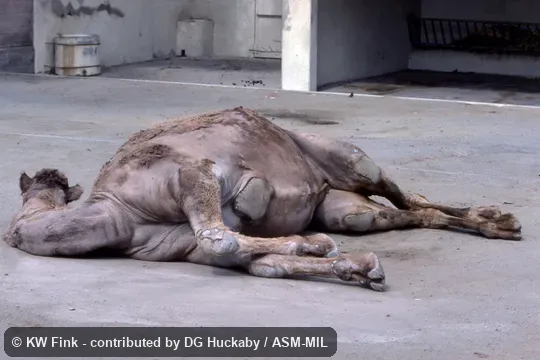 Adult lying down to show calluses.  Also as Dromedary Camel, One-Humped Camel, Single-Humped Camel.