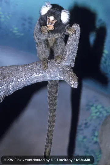 Frontal view of entire animal.  Also as White-tufted-ear Marmoset.  Formerly Cebidae (Callitrichinae).