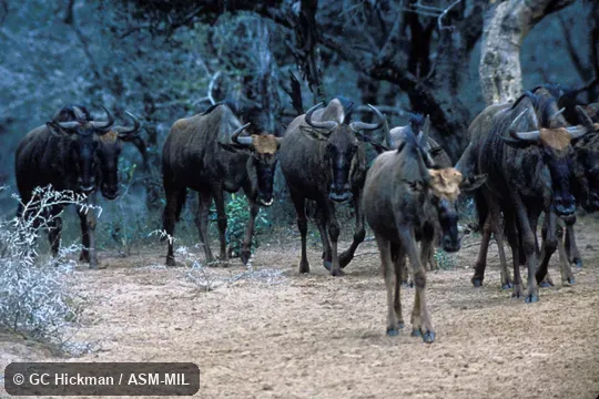 Small herd.  Connochaetes taurinus taurinus.  Also as Brindled Gnu|Gnu.