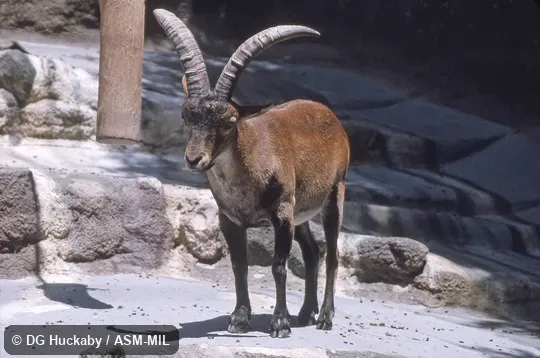 Quartering, front view of standing adult male; Capra pyrenaica hispanica.  Also as Spanish Ibex.