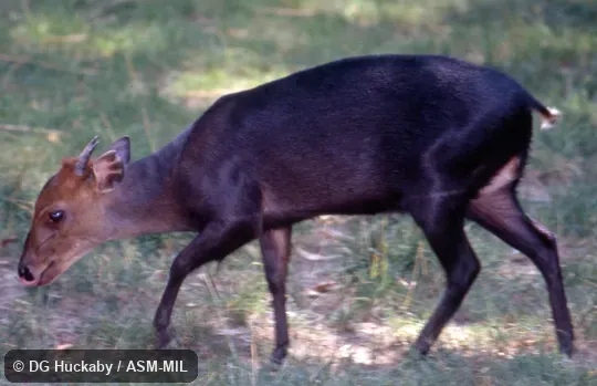 Side view of male.  Formerly Cephalophus niger.