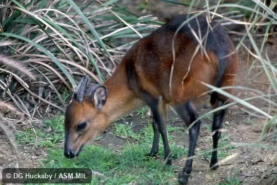 Side view of male.  Formerly Cephalophus rufilatus.