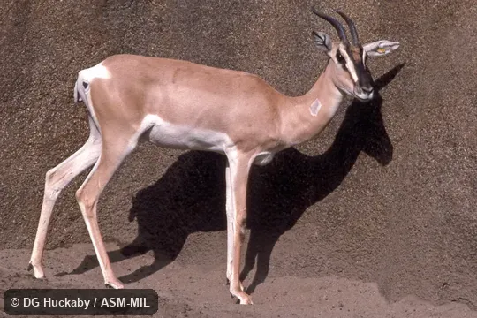 Side view of adult female.  Also as Nanger soemmerringi.