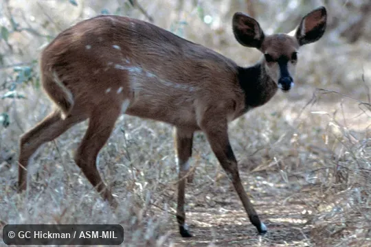 Side view of female.  Tragelaphus sylvaticus sylvaticus.  Formerly Tragelaphus scriptus sylvaticus.  Also as Sylvan BushbucklCape Bushbuck|Imbabala|Eastern Bushbuck.