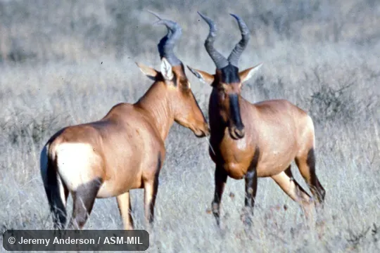 Side view.  Alcelaphus buselapus caama.  Formerly Alcelaphus caama, Red Hartebeest.