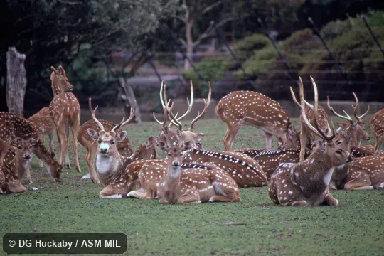 Herd of both sexes and various ages.  Also as Axis Deer|Indian Spotted Deer.