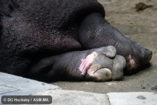 Close-up of venter of hind foot
