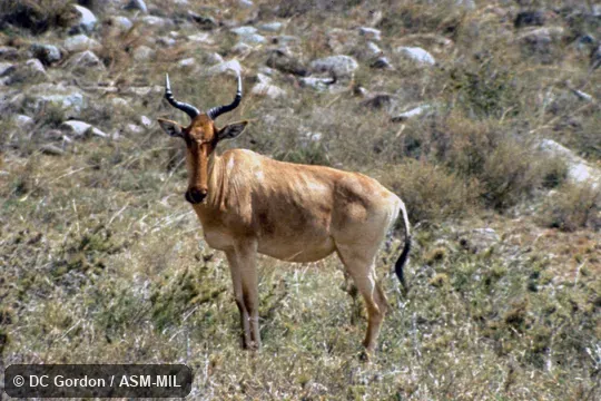 Side view.  Alcelaphus buselaphus cokii.  Also as Alcelaphus cokii, Kongoni.