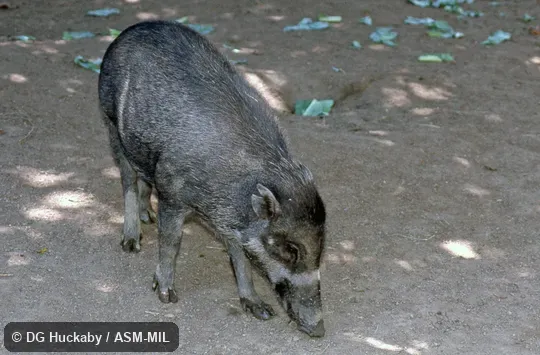 Quartering frontal view of adult female