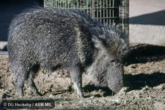 Side view of adult.  Also as Giant Peccary.  Formerly Catagonus wagneri.