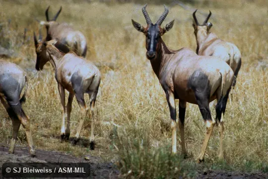Damaliscus lunatus topi.  Small herd.  Formerly as Damaliscus korrigum topi.  Also as Damaliscus topi, Coastal Topi.