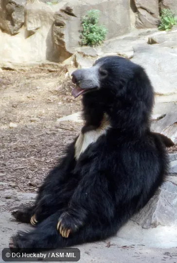 Quartering view of adult, sitting up.  Also as Honey Bear, Lip Bear.