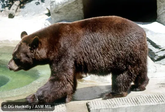 Side view of walking adult, brown phase