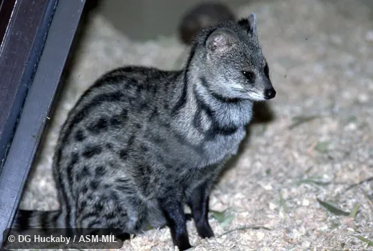 Side view of adult.  Also as Lesser Oriental Civet.
