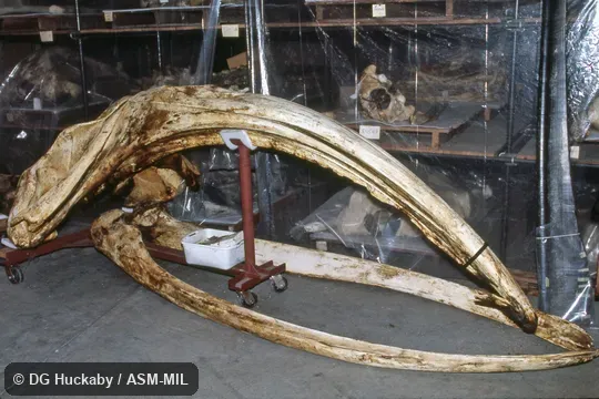 Side view of skull and lower jaw.  Formerly in order Cetacea.  Also as Arctic Right Whale|Bowhead|Bunch-back Whale|Great Polar Whale|Greenland Right Whale|Greenland Whale|Steeple-top.