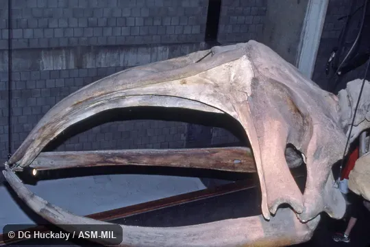 Side view of skull and lower jaw.  Formerly in order Cetacea.  Also as Biscayan Right Whale|Black Right Whale|Nordcaper|Northern Right Whale.