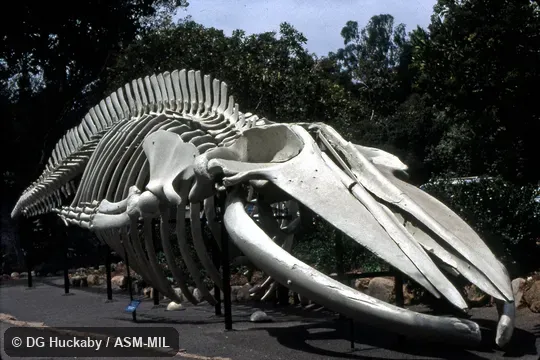 Quartering view of mounted skeleton.  Formerly in order Cetacea.  Also as Blue Rorqual, Sibbald's Rorqual, Sulphur-bottom Whale.