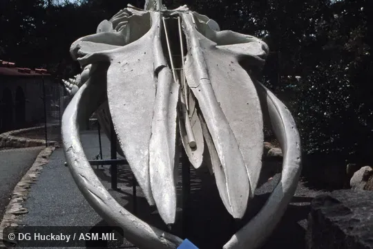 Frontal view of skull of mounted skeleton.  Formerly in order Cetacea.  Also as Blue Rorqual, Sibbald's Rorqual, Sulphur-bottom Whale.