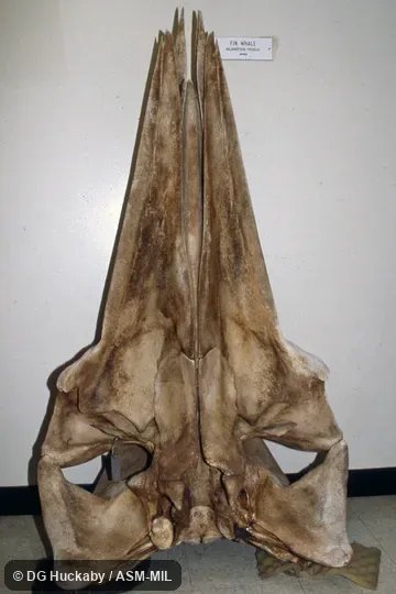 Ventral view of skull.  Formerly in order Cetacea.  Also as Common Rorqual, Finback, Fin-backed Whale, Finner, Herring Whale, Razorback.