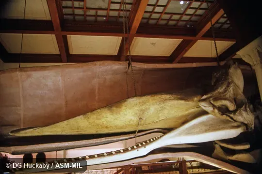 Side view of skull and lower jaw.  Formerly in order Cetacea.  Formerly as Physeter catodon.  Also as Cachalot|Pot Whale|Spermacet Whale.