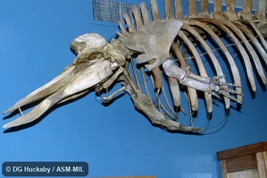 Side view of skull and body of mounted skeleton.  Formerly in order Cetacea.  Also as Arch-beaked Whale.