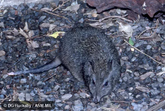 Frontal view of adult.  Also as Long-nosed Rat-kangaroo.