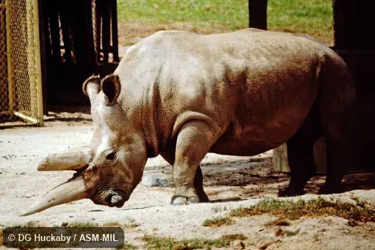 Side view of adult; Ceratotherium simum cottoni.  Also as Ceratotherium cottoni, Northern White Rhinoceros.  Also as Square-lipped Rhinoceros.