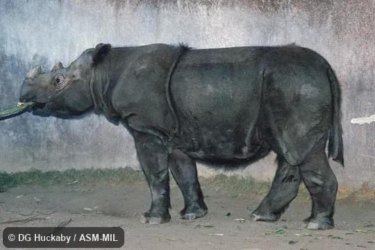 Side view of entire adult.  Also as Asiatic Two-horned Rhinoceros, Hairy Rhinoceros.