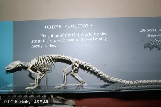 Side view of mounted skeleton.  Formerly as Manis tetradactyla.  Also as Long-tailed Pangolin.