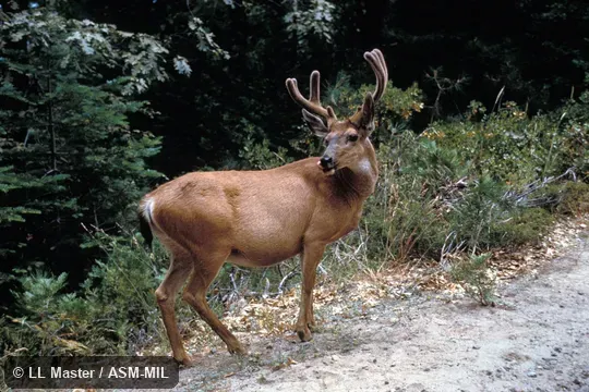 Adult male with antlers in "velvet", Odocoileus hemionus californicus.